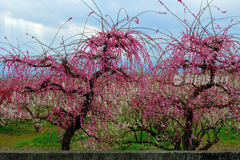 日本Soga Plum Grove的粉白梅花盛开